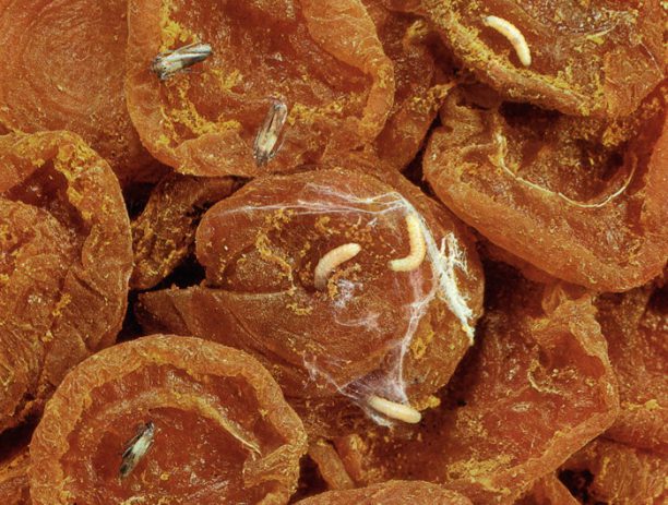 Курага, пораженная сухофруктовой огневкой